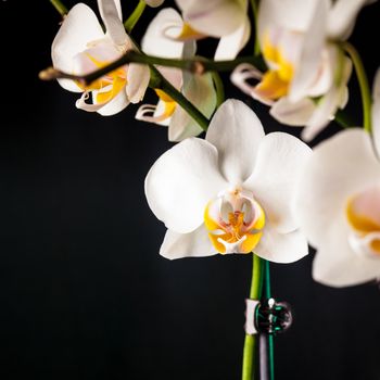 white orchid flowers closeup isolated on black