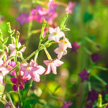 Decorative tobacco flowers on the flowerbed closeup