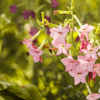 Decorative tobacco flowers on the flowerbed closeup