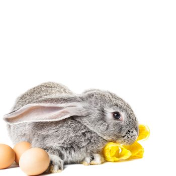 Gray rabbit with tulips and eggs on white