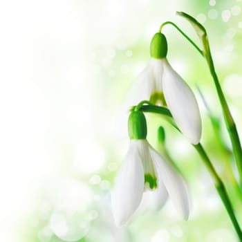 Snowdrop flowers closeup on white