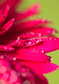 Water drop on the pink flower over green background