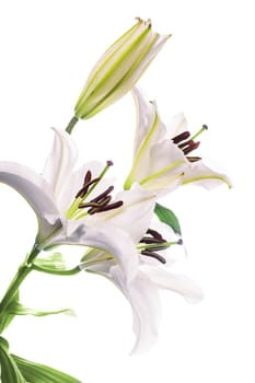 White lily isolated on a white background