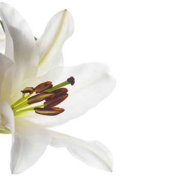 White lily, one flower close up, isolated on white