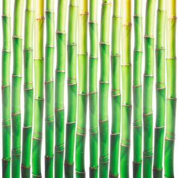 Bamboo sprouts background over white for design