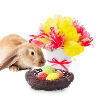 Red rabbit with nest of eggs and tulips on white. Easter decorations