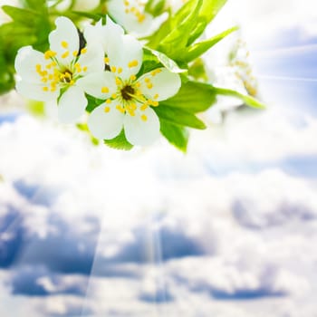 Beautiful spring bokeh over blue sky, for design