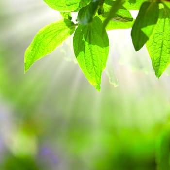 Green leaves over green defocused spring background