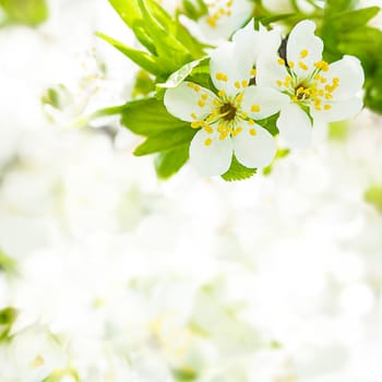 Beautiful spring bokeh for design with copyspace