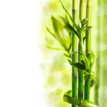 Green bamboo over background, spa concept