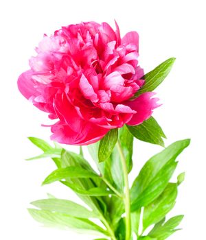 Fuchsia peony flower isolated on white background