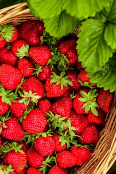 Strawberries in a basket in the garden outdoors