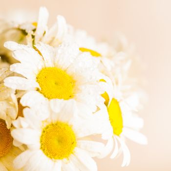 White daisies in vase with waterdrops closeup