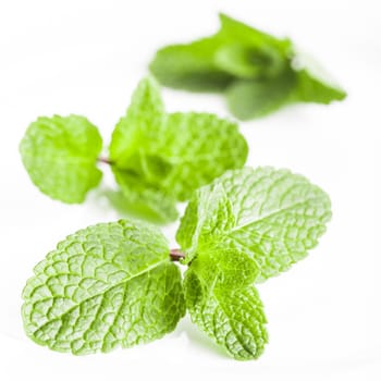 Mint leaves closeup isolated on white
