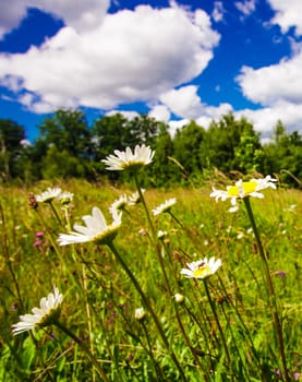 Ox-eye daisies in the meadow and deep blue sky landscape