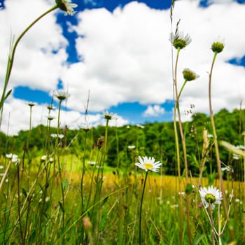 Ox-eye daisies in the meadow and deep blue sky landscape