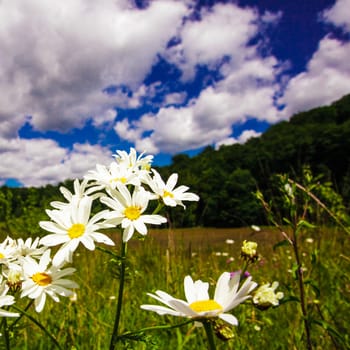 Ox-eye daisies in the meadow and deep blue sky landscape