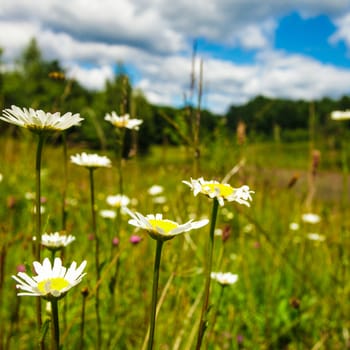 Ox-eye daisies in the meadow and deep blue sky landscape