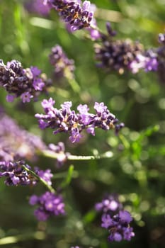 Field of lavender flower closeup on blurred background