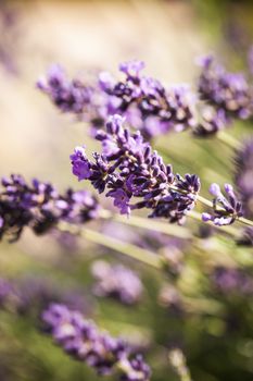 Field of lavender flower closeup on blurred background