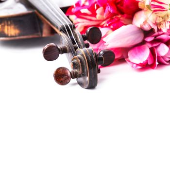 Black old violin with bouquet of pink tulips on white - concert concept