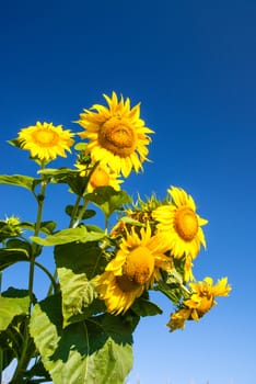 Sunflower in field on deep blue sky background