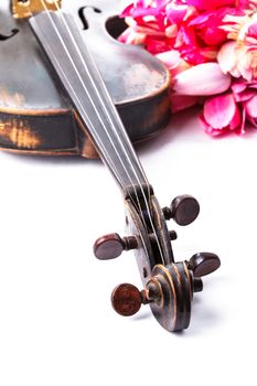 Black old violin with bouquet of pink tulips on white - concert concept