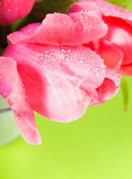 Pink tulips with waterdrops closeup