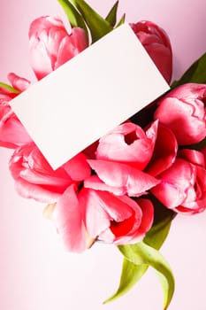 Pink tulips with blank card for greetings closeup