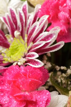 pink aster background closeup nature