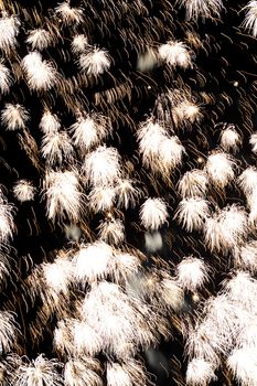 Firework over dark sky in summer night