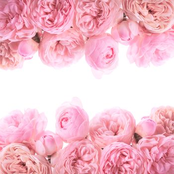 Pink roses border design isolated on white