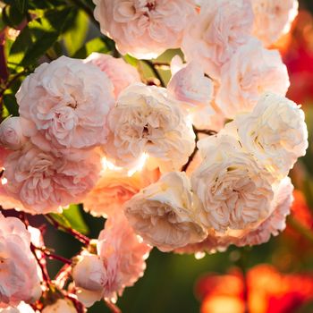 A bush of white roses in sunset backlight