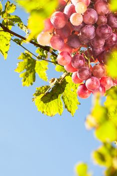 Red bunch of grape in the backlight