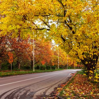 Autumn landscape with road and yellow and red leaves