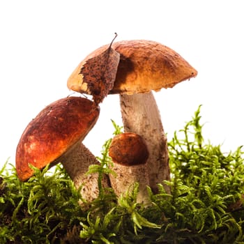 Orange-cap boletus mushrooms over white background