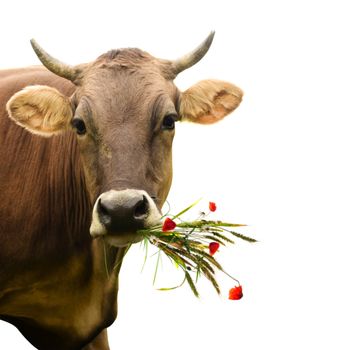 Affable cow with wildflowers bouquet  isolated on white background