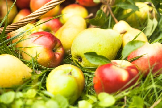 Apples and peaches scattered from the basket on a grass in the garden