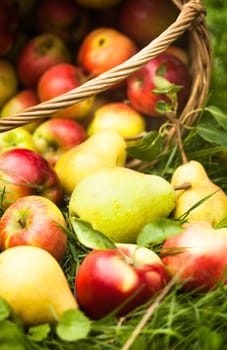 Apples and peaches scattered from the basket on a grass in the garden