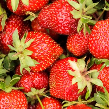 Strawberry berries close up as a background