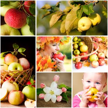 Fresh various apples closeup in situations