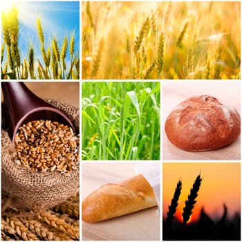 Wheat and bread concept for design