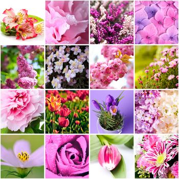 closeup beautiful lilac and pink flowers collage