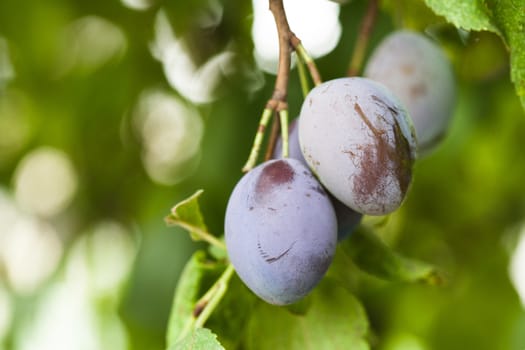 Plums on the tree branch in the garden