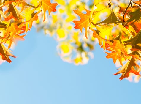 Leaves of Canadian maple tree over blue sky