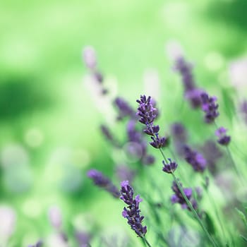 Field of lavender flower closeup on blurred background