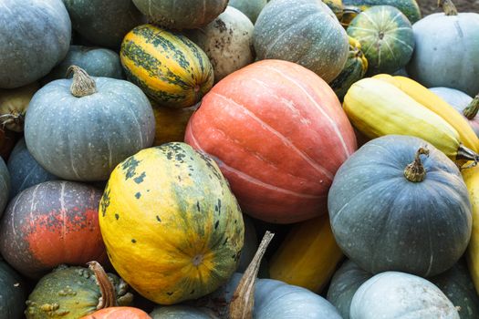 Pumpkin harvesting as a background, different types of pumpkin