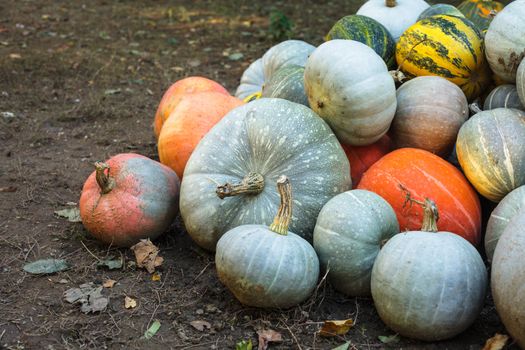 Pumpkin harvesting on the field, different types of pumpkin