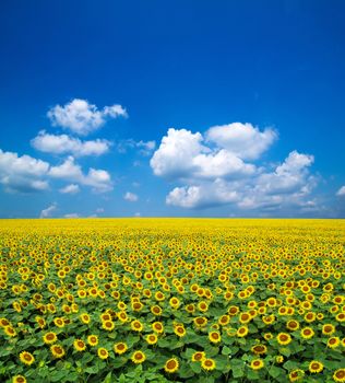 sunflowers on a blue sky
