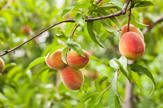 Peaches on a tree branch closeup in the orchard